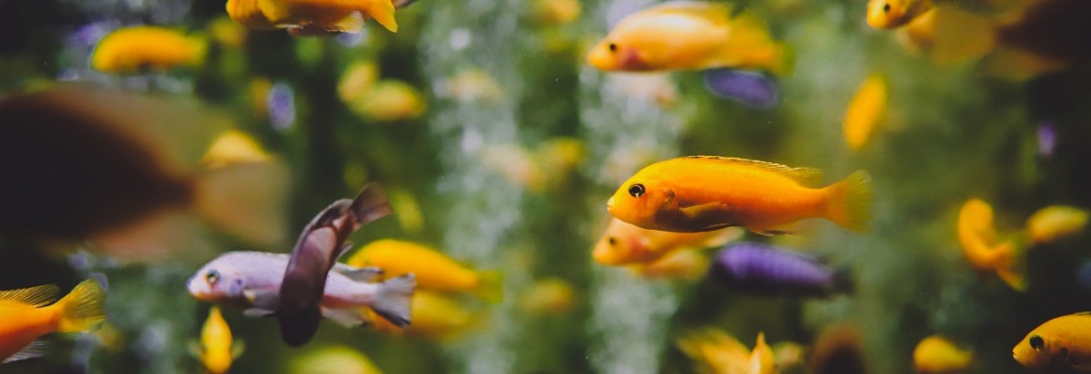 Aquatera