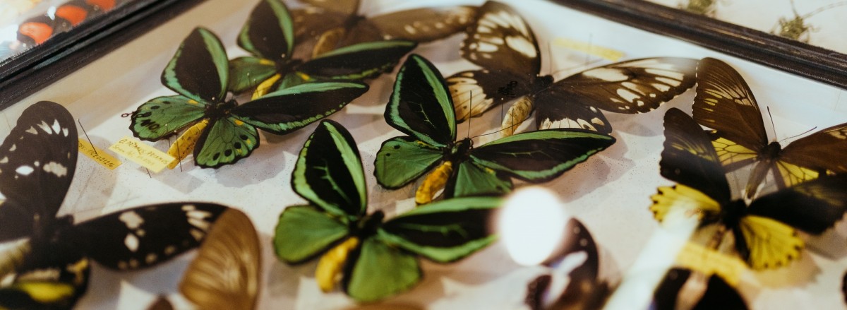 ENTOMOLOGICKÝ VÝMĚNNÝ DEN A VÝSTAVA