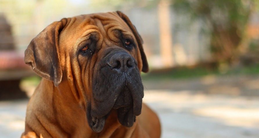 MEZINÁRODNÍ VÝSTAVA PSŮ