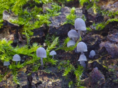 Helmovka koromilná (Mycena pseudocorticola), ohrožený druh