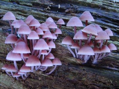 Helmovka krvonohá (Mycena haematopus), nejedlý druh