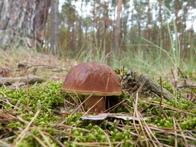 Hřib hnědý, Imleria badia, jedlý velmi chutný druh