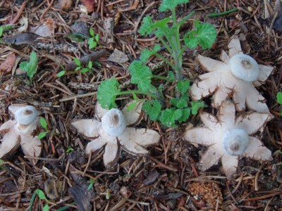 Hvězdovka límečková, Geastrum striarum, nejedl druh