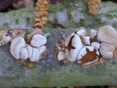 Kornice otrubičnatá, Encoelia furfuracea, nejedlý druh