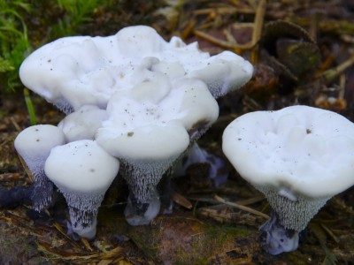 Lošákovec libovonný, Hydnellum suaveolens, kriticky ohrožený druh