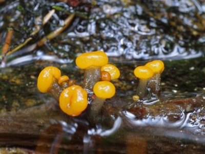 Míhavka vodní, Vibrissea truncorum