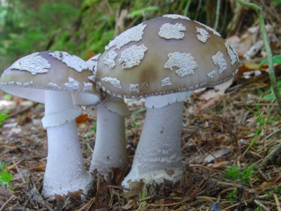 Muchomůrka šedivka Amanita spissa, jedlý avšak chuˇově podřadný druh