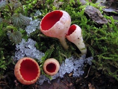 Ohnivec rakouský (Sarcoscypha austriaca), nejedlý druh