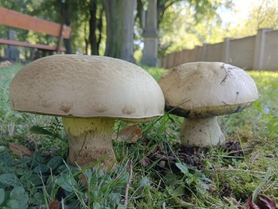 stažený soubor (1)