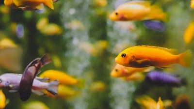 AQUATERA