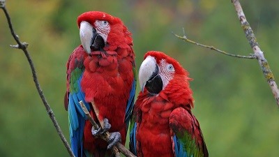 BURZA DROBNÉHO ZVÍŘECTVA A OKRASNÉHO PTACTVA - KVĚTEN