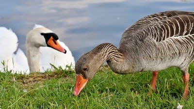 Chovatelské trhy - červenec