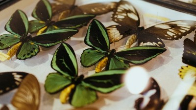 Entomologický výměnný den a výstava