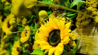FLORIA LÉTO / Dožínkové slavnosti / Farmářské trhy