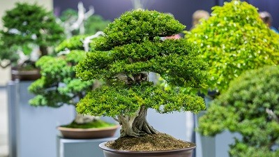 FLORIA PODZIM BONSAJ / farmářské trhy